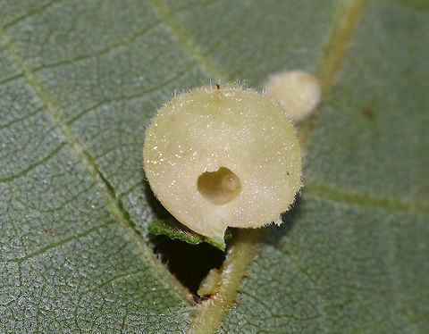 Hickory Peach-haired Gall (Larva) - Caryomyia persicoides Pulled up a bit from the leaf, you can see the larva inside the gall. 
Habitat: Under surface of hickory leaves
https://www.jungledragon.com/image/88250/hickory_peach-haired_gall_-_caryomyia_persicoides.html
https://www.jungledragon.com/image/88252/hickory_peach-haired_gall_larva_-_caryomyia_persicoides.html Caryomyia persicoides,Geotagged,Summer,United States,larva
