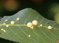 Hickory Peach-haired Gall - Caryomyia persicoides Habitat: Under surface of hickory leaves<br />
https://www.jungledragon.com/image/88250/hickory_peach-haired_gall_-_caryomyia_persicoides.html<br />
https://www.jungledragon.com/image/88251/hickory_peach-haired_gall_larva_-_caryomyia_persicoides.html Caryomyia persicoides,Geotagged,Summer,United States,galls
