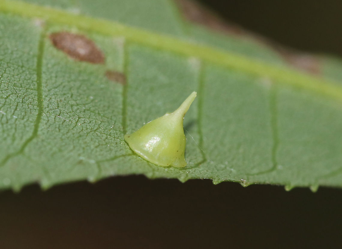 Hickory Smooth Gumdrop Gall - Caryomyia sanguinolenta Habitat: Underside of hickory leaves Caryomyia sanguinolenta,Geotagged,Hickory Smooth Gumdrop Gall Midge,Summer,United States,caryomyia,gall