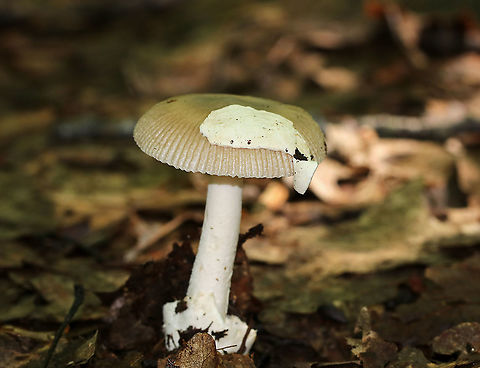 Amanita longicuneus Cap: Tan/light brown with a slightly darker center; margins were lined with bumps; large veil fragment on cap
Gills: White; free; some short gills
Stipe: No ring; white; equal; fibrillose; ending in a membranous volva
Habitat: Growing on the ground under oak in a mostly deciduous forest
https://www.jungledragon.com/image/88412/mushroom_-_amanita_sect._vaginatae.html
https://www.jungledragon.com/image/88411/mushroom_-_amanita_sect._vaginatae.html Amanita longicuneus,Amanita sect. Vaginatae,Geotagged,Summer,United States,amanita,fungus,mushroom