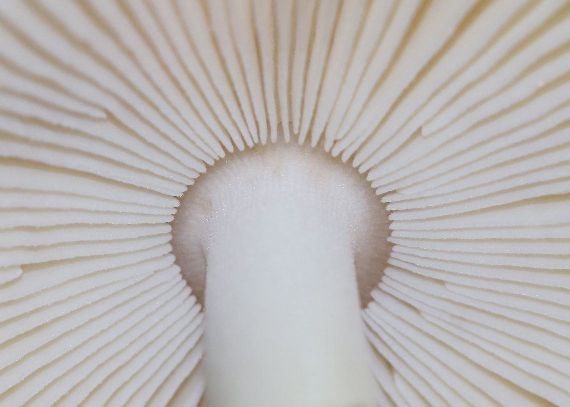 Amanita longicuneus Cap: Tan/light brown with a slightly darker center; margins were lined with bumps; large veil fragment on cap<br />
Gills: White; free; some short gills<br />
Stipe: No ring; white; equal; fibrillose; ending in a membranous volva<br />
Habitat: Growing on the ground under oak in a mostly deciduous forest<br />
<figure class="photo"><a href="https://www.jungledragon.com/image/88410/amanita_longicuneus.html" title="Amanita longicuneus"><img src="https://s3.amazonaws.com/media.jungledragon.com/images/3232/88410_thumb.jpg?AWSAccessKeyId=05GMT0V3GWVNE7GGM1R2&Expires=1770854410&Signature=ePTmR3yAlaC%2BPbew8DSEnDiystg%3D" width="200" height="154" alt="Amanita longicuneus Cap: Tan/light brown with a slightly darker center; margins were lined with bumps; large veil fragment on cap<br />
Gills: White; free; some short gills<br />
Stipe: No ring; white; equal; fibrillose; ending in a membranous volva<br />
Habitat: Growing on the ground under oak in a mostly deciduous forest<br />
https://www.jungledragon.com/image/88412/mushroom_-_amanita_sect._vaginatae.html<br />
https://www.jungledragon.com/image/88411/mushroom_-_amanita_sect._vaginatae.html Amanita longicuneus,Amanita sect. Vaginatae,Geotagged,Summer,United States,amanita,fungus,mushroom" /></a></figure><br />
<figure class="photo"><a href="https://www.jungledragon.com/image/88412/mushroom_-_amanita_sect._vaginatae.html" title="Mushroom - Amanita sect. Vaginatae"><img src="https://s3.amazonaws.com/media.jungledragon.com/images/3232/88412_thumb.jpg?AWSAccessKeyId=05GMT0V3GWVNE7GGM1R2&Expires=1770854410&Signature=qjyfmV73wui%2F%2FGcr54LCYBAuoVA%3D" width="200" height="146" alt="Mushroom - Amanita sect. Vaginatae Cap: Tan/light brown with a slightly darker center; margins were lined with bumps; large veil fragment on cap<br />
Gills: White; free; some short gills<br />
Stipe: No ring; white; equal; fibrillose; ending in a membranous volva<br />
Habitat: Growing on the ground under oak in a mostly deciduous forest<br />
https://www.jungledragon.com/image/88410/mushroom_-_amanita_sect._vaginatae.html<br />
https://www.jungledragon.com/image/88411/mushroom_-_amanita_sect._vaginatae.html Amanita longicuneus,Amanita sect. Vaginatae,Geotagged,Summer,United States,amanita,mushroom" /></a></figure> Amanita longicuneus,Geotagged,Summer,United States,amanita,mushroom