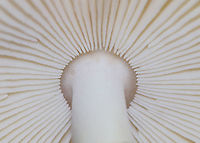Amanita longicuneus Cap: Tan/light brown with a slightly darker center; margins were lined with bumps; large veil fragment on cap<br />
Gills: White; free; some short gills<br />
Stipe: No ring; white; equal; fibrillose; ending in a membranous volva<br />
Habitat: Growing on the ground under oak in a mostly deciduous forest<br />
https://www.jungledragon.com/image/88410/mushroom_-_amanita_sect._vaginatae.html<br />
https://www.jungledragon.com/image/88412/mushroom_-_amanita_sect._vaginatae.html Amanita longicuneus,Geotagged,Summer,United States,amanita,mushroom
