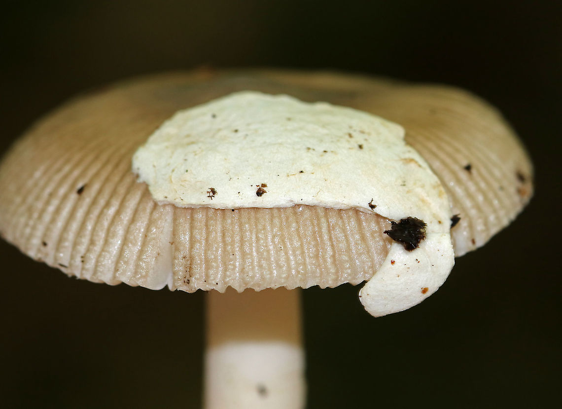 Mushroom - Amanita sect. Vaginatae Cap: Tan/light brown with a slightly darker center; margins were lined with bumps; large veil fragment on cap<br />
Gills: White; free; some short gills<br />
Stipe: No ring; white; equal; fibrillose; ending in a membranous volva<br />
Habitat: Growing on the ground under oak in a mostly deciduous forest<br />
<figure class="photo"><a href="https://www.jungledragon.com/image/88410/amanita_longicuneus.html" title="Amanita longicuneus"><img src="https://s3.amazonaws.com/media.jungledragon.com/images/3232/88410_thumb.jpg?AWSAccessKeyId=05GMT0V3GWVNE7GGM1R2&Expires=1759968010&Signature=v5cjfoOdHb7vHmc980hHMGaNfAA%3D" width="200" height="154" alt="Amanita longicuneus Cap: Tan/light brown with a slightly darker center; margins were lined with bumps; large veil fragment on cap<br />
Gills: White; free; some short gills<br />
Stipe: No ring; white; equal; fibrillose; ending in a membranous volva<br />
Habitat: Growing on the ground under oak in a mostly deciduous forest<br />
https://www.jungledragon.com/image/88412/mushroom_-_amanita_sect._vaginatae.html<br />
https://www.jungledragon.com/image/88411/mushroom_-_amanita_sect._vaginatae.html Amanita longicuneus,Amanita sect. Vaginatae,Geotagged,Summer,United States,amanita,fungus,mushroom" /></a></figure><br />
<figure class="photo"><a href="https://www.jungledragon.com/image/88411/amanita_longicuneus.html" title="Amanita longicuneus"><img src="https://s3.amazonaws.com/media.jungledragon.com/images/3232/88411_thumb.jpg?AWSAccessKeyId=05GMT0V3GWVNE7GGM1R2&Expires=1759968010&Signature=ShJ2gJK1ZW1SeBkfaB%2F7PwxVKSo%3D" width="200" height="144" alt="Amanita longicuneus Cap: Tan/light brown with a slightly darker center; margins were lined with bumps; large veil fragment on cap<br />
Gills: White; free; some short gills<br />
Stipe: No ring; white; equal; fibrillose; ending in a membranous volva<br />
Habitat: Growing on the ground under oak in a mostly deciduous forest<br />
https://www.jungledragon.com/image/88410/mushroom_-_amanita_sect._vaginatae.html<br />
https://www.jungledragon.com/image/88412/mushroom_-_amanita_sect._vaginatae.html Amanita longicuneus,Geotagged,Summer,United States,amanita,mushroom" /></a></figure> Amanita longicuneus,Amanita sect. Vaginatae,Geotagged,Summer,United States,amanita,mushroom