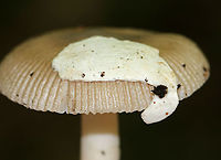 Mushroom - Amanita sect. Vaginatae Cap: Tan/light brown with a slightly darker center; margins were lined with bumps; large veil fragment on cap<br />
Gills: White; free; some short gills<br />
Stipe: No ring; white; equal; fibrillose; ending in a membranous volva<br />
Habitat: Growing on the ground under oak in a mostly deciduous forest<br />
https://www.jungledragon.com/image/88410/mushroom_-_amanita_sect._vaginatae.html<br />
https://www.jungledragon.com/image/88411/mushroom_-_amanita_sect._vaginatae.html Amanita longicuneus,Amanita sect. Vaginatae,Geotagged,Summer,United States,amanita,mushroom