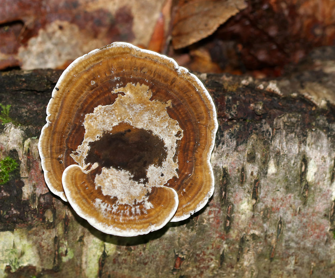 Daedaleopsis confragosa Cap: Roundish with fan-shaped, overlapping rosettes; reddish brown with white margin; slightly fuzzy<br />
Pores: White with some brownish spots; bruised pinkish<br />
Habitat: Growing on fallen hardwood (birch?)<br />
<figure class="photo"><a href="https://www.jungledragon.com/image/88416/daedaleopsis_confragosa.html" title="Daedaleopsis confragosa"><img src="https://s3.amazonaws.com/media.jungledragon.com/images/3232/88416_thumb.jpg?AWSAccessKeyId=05GMT0V3GWVNE7GGM1R2&Expires=1767225610&Signature=eikRQI3QS2i6PhSKXaA03G5fio4%3D" width="200" height="148" alt="Daedaleopsis confragosa Cap: Roundish with fan-shaped, overlapping rosettes; reddish brown with white margin; slightly fuzzy<br />
Pores: White with some brownish spots; bruised pinkish<br />
Habitat: Growing on fallen hardwood (birch?)<br />
https://www.jungledragon.com/image/88413/daedaleopsis_confragosa.html<br />
https://www.jungledragon.com/image/88415/daedaleopsis_confragosa.html<br />
https://www.jungledragon.com/image/88414/daedaleopsis_confragosa.html Daedaleopsis confragosa,Geotagged,Summer,United States" /></a></figure><br />
<figure class="photo"><a href="https://www.jungledragon.com/image/88415/daedaleopsis_confragosa.html" title="Daedaleopsis confragosa"><img src="https://s3.amazonaws.com/media.jungledragon.com/images/3232/88415_thumb.jpg?AWSAccessKeyId=05GMT0V3GWVNE7GGM1R2&Expires=1767225610&Signature=E5HnTNFoAJSYkA25tEGzIZCJjuY%3D" width="200" height="110" alt="Daedaleopsis confragosa Cap: Roundish with fan-shaped, overlapping rosettes; reddish brown with white margin; slightly fuzzy<br />
Pores: White with some brownish spots; bruised pinkish<br />
Habitat: Growing on fallen hardwood (birch?)<br />
https://www.jungledragon.com/image/88413/daedaleopsis_confragosa.html<br />
https://www.jungledragon.com/image/88416/daedaleopsis_confragosa.html<br />
https://www.jungledragon.com/image/88414/daedaleopsis_confragosa.html Daedaleopsis confragosa,Geotagged,Summer,United States" /></a></figure><br />
<figure class="photo"><a href="https://www.jungledragon.com/image/88414/daedaleopsis_confragosa.html" title="Daedaleopsis confragosa"><img src="https://s3.amazonaws.com/media.jungledragon.com/images/3232/88414_thumb.jpg?AWSAccessKeyId=05GMT0V3GWVNE7GGM1R2&Expires=1767225610&Signature=W2BXO%2B%2Bjb%2BJJxm141KL%2FJcW4RaI%3D" width="200" height="152" alt="Daedaleopsis confragosa Cap: Roundish with fan-shaped, overlapping rosettes; reddish brown with white margin; slightly fuzzy<br />
Pores: White with some brownish spots; bruised pinkish<br />
Habitat: Growing on fallen hardwood (birch?)<br />
https://www.jungledragon.com/image/88415/daedaleopsis_confragosa.html<br />
https://www.jungledragon.com/image/88416/daedaleopsis_confragosa.html<br />
https://www.jungledragon.com/image/88413/daedaleopsis_confragosa.html Daedaleopsis confragosa,Geotagged,Summer,United States" /></a></figure> Daedaleopsis,Daedaleopsis confragosa,Geotagged,Summer,United States