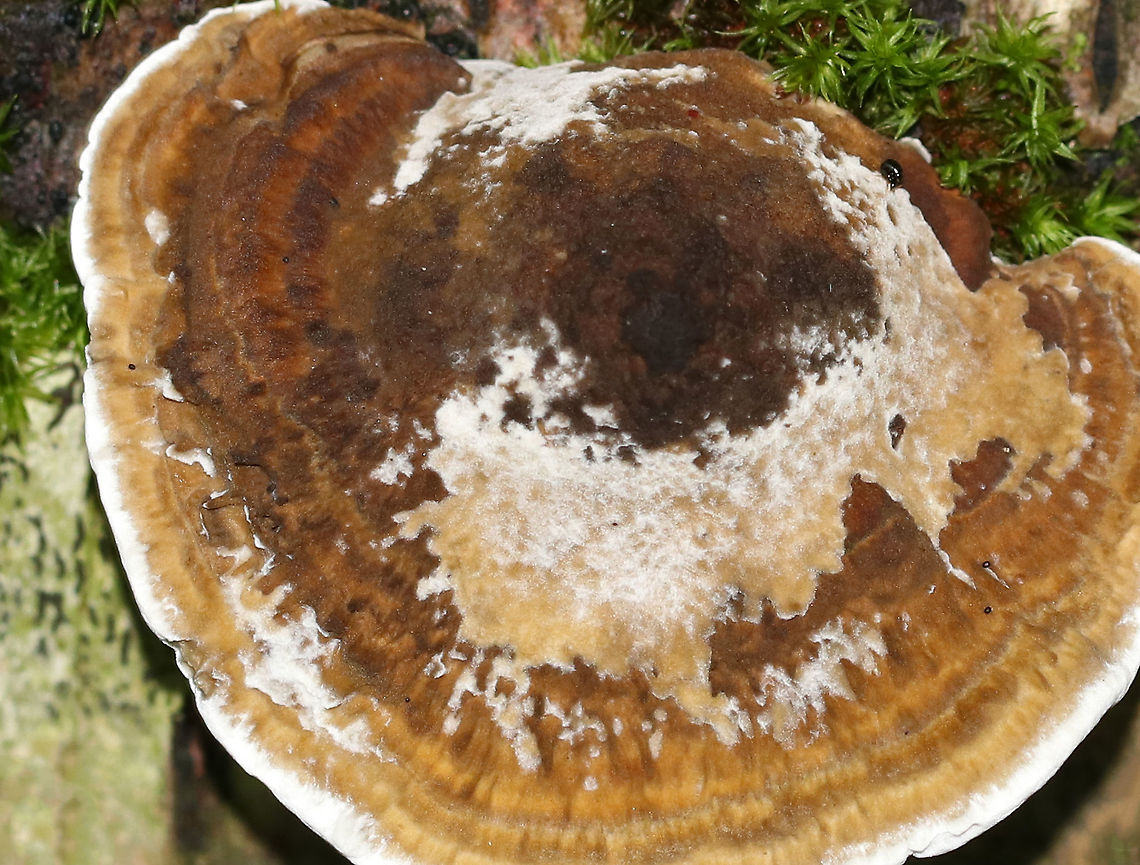 Daedaleopsis confragosa Cap: Roundish with fan-shaped, overlapping rosettes; reddish brown with white margin; slightly fuzzy<br />
Pores: White with some brownish spots; bruised pinkish<br />
Habitat: Growing on fallen hardwood (birch?)<br />
<figure class="photo"><a href="https://www.jungledragon.com/image/88415/daedaleopsis_confragosa.html" title="Daedaleopsis confragosa"><img src="https://s3.amazonaws.com/media.jungledragon.com/images/3232/88415_thumb.jpg?AWSAccessKeyId=05GMT0V3GWVNE7GGM1R2&Expires=1767225610&Signature=E5HnTNFoAJSYkA25tEGzIZCJjuY%3D" width="200" height="110" alt="Daedaleopsis confragosa Cap: Roundish with fan-shaped, overlapping rosettes; reddish brown with white margin; slightly fuzzy<br />
Pores: White with some brownish spots; bruised pinkish<br />
Habitat: Growing on fallen hardwood (birch?)<br />
https://www.jungledragon.com/image/88413/daedaleopsis_confragosa.html<br />
https://www.jungledragon.com/image/88416/daedaleopsis_confragosa.html<br />
https://www.jungledragon.com/image/88414/daedaleopsis_confragosa.html Daedaleopsis confragosa,Geotagged,Summer,United States" /></a></figure><br />
<figure class="photo"><a href="https://www.jungledragon.com/image/88416/daedaleopsis_confragosa.html" title="Daedaleopsis confragosa"><img src="https://s3.amazonaws.com/media.jungledragon.com/images/3232/88416_thumb.jpg?AWSAccessKeyId=05GMT0V3GWVNE7GGM1R2&Expires=1767225610&Signature=eikRQI3QS2i6PhSKXaA03G5fio4%3D" width="200" height="148" alt="Daedaleopsis confragosa Cap: Roundish with fan-shaped, overlapping rosettes; reddish brown with white margin; slightly fuzzy<br />
Pores: White with some brownish spots; bruised pinkish<br />
Habitat: Growing on fallen hardwood (birch?)<br />
https://www.jungledragon.com/image/88413/daedaleopsis_confragosa.html<br />
https://www.jungledragon.com/image/88415/daedaleopsis_confragosa.html<br />
https://www.jungledragon.com/image/88414/daedaleopsis_confragosa.html Daedaleopsis confragosa,Geotagged,Summer,United States" /></a></figure><br />
<figure class="photo"><a href="https://www.jungledragon.com/image/88413/daedaleopsis_confragosa.html" title="Daedaleopsis confragosa"><img src="https://s3.amazonaws.com/media.jungledragon.com/images/3232/88413_thumb.jpg?AWSAccessKeyId=05GMT0V3GWVNE7GGM1R2&Expires=1767225610&Signature=AVxP9NVE6sgON3EjL%2BSoP6JTG18%3D" width="200" height="166" alt="Daedaleopsis confragosa Cap: Roundish with fan-shaped, overlapping rosettes; reddish brown with white margin; slightly fuzzy<br />
Pores: White with some brownish spots; bruised pinkish<br />
Habitat: Growing on fallen hardwood (birch?)<br />
https://www.jungledragon.com/image/88416/daedaleopsis_confragosa.html<br />
https://www.jungledragon.com/image/88415/daedaleopsis_confragosa.html<br />
https://www.jungledragon.com/image/88414/daedaleopsis_confragosa.html Daedaleopsis,Daedaleopsis confragosa,Geotagged,Summer,United States" /></a></figure> Daedaleopsis confragosa,Geotagged,Summer,United States