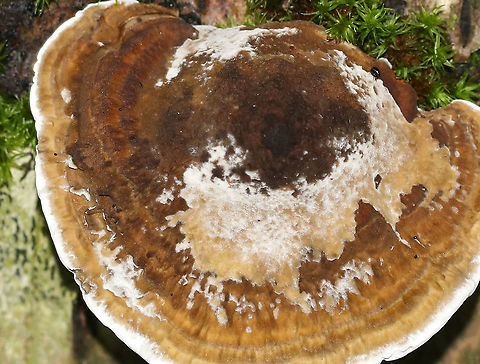 Daedaleopsis confragosa Cap: Roundish with fan-shaped, overlapping rosettes; reddish brown with white margin; slightly fuzzy
Pores: White with some brownish spots; bruised pinkish
Habitat: Growing on fallen hardwood (birch?)
https://www.jungledragon.com/image/88415/daedaleopsis_confragosa.html
https://www.jungledragon.com/image/88416/daedaleopsis_confragosa.html
https://www.jungledragon.com/image/88413/daedaleopsis_confragosa.html Daedaleopsis confragosa,Geotagged,Summer,United States