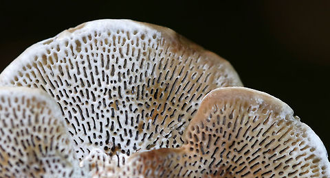 Daedaleopsis confragosa Cap: Roundish with fan-shaped, overlapping rosettes; reddish brown with white margin; slightly fuzzy
Pores: White with some brownish spots; bruised pinkish
Habitat: Growing on fallen hardwood (birch?)
https://www.jungledragon.com/image/88413/daedaleopsis_confragosa.html
https://www.jungledragon.com/image/88416/daedaleopsis_confragosa.html
https://www.jungledragon.com/image/88414/daedaleopsis_confragosa.html Daedaleopsis confragosa,Geotagged,Summer,United States
