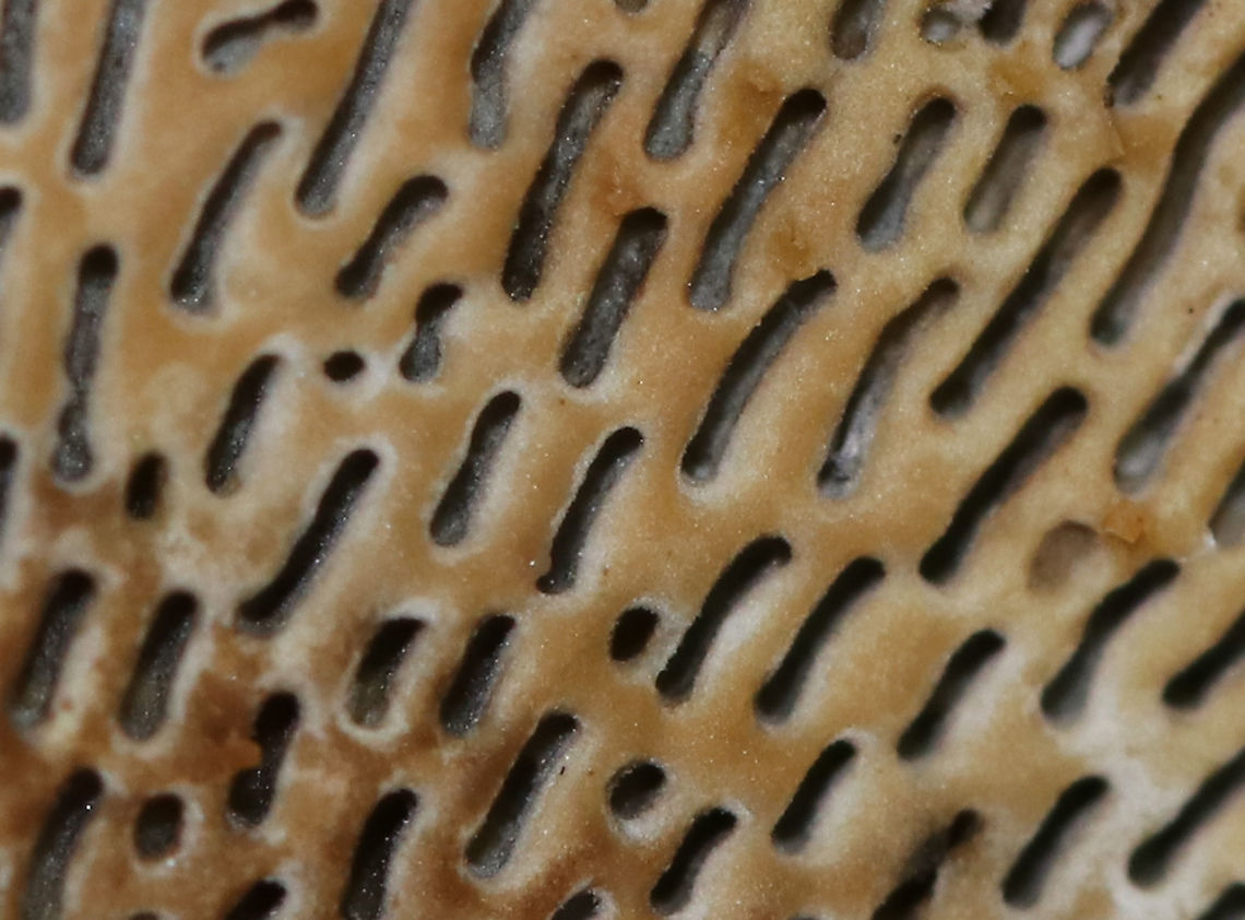 Daedaleopsis confragosa Cap: Roundish with fan-shaped, overlapping rosettes; reddish brown with white margin; slightly fuzzy<br />
Pores: White with some brownish spots; bruised pinkish<br />
Habitat: Growing on fallen hardwood (birch?)<br />
<figure class="photo"><a href="https://www.jungledragon.com/image/88413/daedaleopsis_confragosa.html" title="Daedaleopsis confragosa"><img src="https://s3.amazonaws.com/media.jungledragon.com/images/3232/88413_thumb.jpg?AWSAccessKeyId=05GMT0V3GWVNE7GGM1R2&Expires=1759968010&Signature=e5ZE6MUB7whOwE2sfTu%2F02rSz6Q%3D" width="200" height="166" alt="Daedaleopsis confragosa Cap: Roundish with fan-shaped, overlapping rosettes; reddish brown with white margin; slightly fuzzy<br />
Pores: White with some brownish spots; bruised pinkish<br />
Habitat: Growing on fallen hardwood (birch?)<br />
https://www.jungledragon.com/image/88416/daedaleopsis_confragosa.html<br />
https://www.jungledragon.com/image/88415/daedaleopsis_confragosa.html<br />
https://www.jungledragon.com/image/88414/daedaleopsis_confragosa.html Daedaleopsis,Daedaleopsis confragosa,Geotagged,Summer,United States" /></a></figure><br />
<figure class="photo"><a href="https://www.jungledragon.com/image/88415/daedaleopsis_confragosa.html" title="Daedaleopsis confragosa"><img src="https://s3.amazonaws.com/media.jungledragon.com/images/3232/88415_thumb.jpg?AWSAccessKeyId=05GMT0V3GWVNE7GGM1R2&Expires=1759968010&Signature=SaTBWvYJ5eGo3ObVpfAsszK1Iys%3D" width="200" height="110" alt="Daedaleopsis confragosa Cap: Roundish with fan-shaped, overlapping rosettes; reddish brown with white margin; slightly fuzzy<br />
Pores: White with some brownish spots; bruised pinkish<br />
Habitat: Growing on fallen hardwood (birch?)<br />
https://www.jungledragon.com/image/88413/daedaleopsis_confragosa.html<br />
https://www.jungledragon.com/image/88416/daedaleopsis_confragosa.html<br />
https://www.jungledragon.com/image/88414/daedaleopsis_confragosa.html Daedaleopsis confragosa,Geotagged,Summer,United States" /></a></figure><br />
<figure class="photo"><a href="https://www.jungledragon.com/image/88414/daedaleopsis_confragosa.html" title="Daedaleopsis confragosa"><img src="https://s3.amazonaws.com/media.jungledragon.com/images/3232/88414_thumb.jpg?AWSAccessKeyId=05GMT0V3GWVNE7GGM1R2&Expires=1759968010&Signature=%2Fg9QuFFjbUIeYMJvC5DEYHwodD4%3D" width="200" height="152" alt="Daedaleopsis confragosa Cap: Roundish with fan-shaped, overlapping rosettes; reddish brown with white margin; slightly fuzzy<br />
Pores: White with some brownish spots; bruised pinkish<br />
Habitat: Growing on fallen hardwood (birch?)<br />
https://www.jungledragon.com/image/88415/daedaleopsis_confragosa.html<br />
https://www.jungledragon.com/image/88416/daedaleopsis_confragosa.html<br />
https://www.jungledragon.com/image/88413/daedaleopsis_confragosa.html Daedaleopsis confragosa,Geotagged,Summer,United States" /></a></figure> Daedaleopsis confragosa,Geotagged,Summer,United States