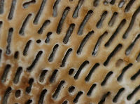 Daedaleopsis confragosa Cap: Roundish with fan-shaped, overlapping rosettes; reddish brown with white margin; slightly fuzzy<br />
Pores: White with some brownish spots; bruised pinkish<br />
Habitat: Growing on fallen hardwood (birch?)<br />
https://www.jungledragon.com/image/88413/daedaleopsis_confragosa.html<br />
https://www.jungledragon.com/image/88415/daedaleopsis_confragosa.html<br />
https://www.jungledragon.com/image/88414/daedaleopsis_confragosa.html Daedaleopsis confragosa,Geotagged,Summer,United States