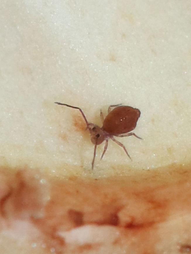 Globular Springtail - Ptenothrix unicolor Habitat: Amanita mushroom gills in a deciduous forest<br />
 Collembola,Geotagged,Ptenothrix,Ptenothrix unicolor,Summer,United States,globular springtail,springtail