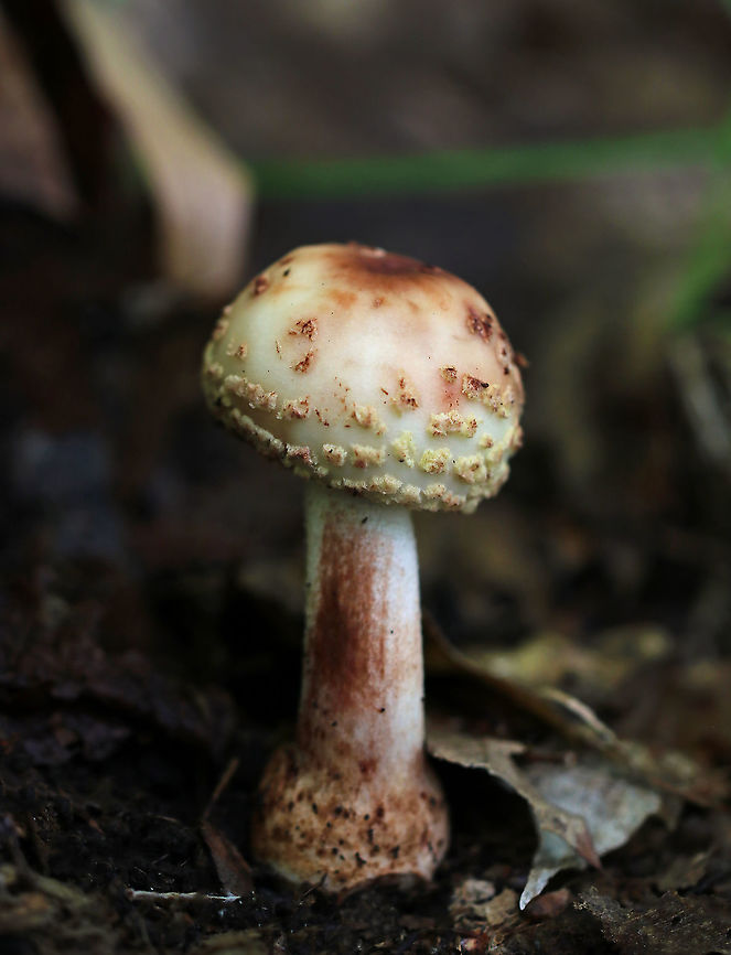 Eastern American Blusher - Amanita amerirubescens group Cap: Cream colored with a reddish brown center; conical; covered in warts that were cream colored or reddish<br />
Gills: White; crowded; attached; with short gills; some pinkish bruising; they were covered with a partial veil<br />
Stem: White, but with a lot of reddish bruising; equal; bulbous base<br />
Habitat: Growing on the ground (under oak) in a mostly deciduous forest<br />
<figure class="photo"><a href="https://www.jungledragon.com/image/88422/eastern_american_blusher_-_amanita_amerirubescens_group.html" title="Eastern American Blusher - Amanita amerirubescens group"><img src="https://s3.amazonaws.com/media.jungledragon.com/images/3232/88422_thumb.jpg?AWSAccessKeyId=05GMT0V3GWVNE7GGM1R2&Expires=1759968010&Signature=V0kLnsi5hruRmjB9qxnapzkaXXY%3D" width="200" height="176" alt="Eastern American Blusher - Amanita amerirubescens group Cap: Cream colored with a reddish brown center; conical; covered in warts that were cream colored or reddish<br />
Gills: White; crowded; attached; with short gills; some pinkish bruising; they were covered with a partial veil<br />
Stem: White, but with a lot of reddish bruising; equal; bulbous base<br />
Habitat: Growing on the ground (under oak) in a mostly deciduous forest<br />
https://www.jungledragon.com/image/88421/eastern_american_blusher_-_amanita_amerirubescens_group.html Amanita amerirubescens,Eastern American Blusher,Geotagged,Summer,United States,amanita,mushroom" /></a></figure> Amanita amerirubescens,Amanita amerirubescens group,Eastern American Blusher,Geotagged,Summer,United States,amanita,mushroom