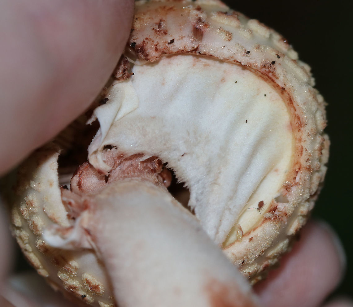 Eastern American Blusher - Amanita amerirubescens group Cap: Cream colored with a reddish brown center; conical; covered in warts that were cream colored or reddish<br />
Gills: White; crowded; attached; with short gills; some pinkish bruising; they were covered with a partial veil<br />
Stem: White, but with a lot of reddish bruising; equal; bulbous base<br />
Habitat: Growing on the ground (under oak) in a mostly deciduous forest<br />
<figure class="photo"><a href="https://www.jungledragon.com/image/88421/eastern_american_blusher_-_amanita_amerirubescens_group.html" title="Eastern American Blusher - Amanita amerirubescens group"><img src="https://s3.amazonaws.com/media.jungledragon.com/images/3232/88421_thumb.jpg?AWSAccessKeyId=05GMT0V3GWVNE7GGM1R2&Expires=1770854410&Signature=4%2BN0dl0BM%2BPq6Wt5GMg0MybVIHs%3D" width="118" height="152" alt="Eastern American Blusher - Amanita amerirubescens group Cap: Cream colored with a reddish brown center; conical; covered in warts that were cream colored or reddish<br />
Gills: White; crowded; attached; with short gills; some pinkish bruising; they were covered with a partial veil<br />
Stem: White, but with a lot of reddish bruising; equal; bulbous base<br />
Habitat: Growing on the ground (under oak) in a mostly deciduous forest<br />
https://www.jungledragon.com/image/88422/eastern_american_blusher_-_amanita_amerirubescens_group.html Amanita amerirubescens,Amanita amerirubescens group,Eastern American Blusher,Geotagged,Summer,United States,amanita,mushroom" /></a></figure> Amanita amerirubescens,Eastern American Blusher,Geotagged,Summer,United States,amanita,mushroom