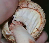 Eastern American Blusher - Amanita amerirubescens group Cap: Cream colored with a reddish brown center; conical; covered in warts that were cream colored or reddish<br />
Gills: White; crowded; attached; with short gills; some pinkish bruising; they were covered with a partial veil<br />
Stem: White, but with a lot of reddish bruising; equal; bulbous base<br />
Habitat: Growing on the ground (under oak) in a mostly deciduous forest<br />
https://www.jungledragon.com/image/88421/eastern_american_blusher_-_amanita_amerirubescens_group.html Amanita amerirubescens,Eastern American Blusher,Geotagged,Summer,United States,amanita,mushroom