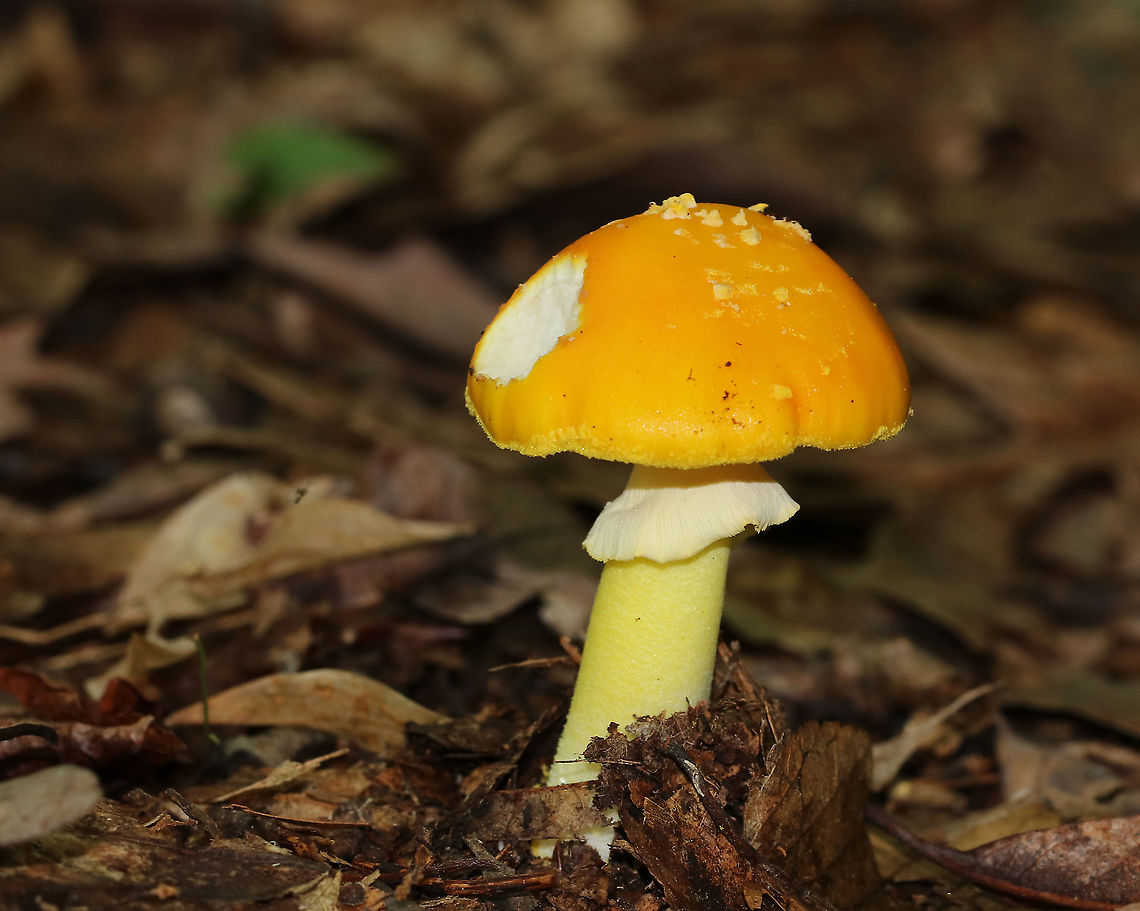 Yellow Dust Amanita - Amanita flavoconia Cap: Orange-ish yellow; tacky; pale yellow warts; conical<br />
Gills: White; close/crowded; short gills present<br />
Stem: White/pale yellow; skirt-like ring; yellow volva remnants near base; slightly bulbous base<br />
Habitat: Growing on the ground in a mostly deciduous forest<br />
<figure class="photo"><a href="https://www.jungledragon.com/image/88433/yellow_dust_amanita_-_amanita_flavoconia.html" title="Yellow Dust Amanita - Amanita flavoconia"><img src="https://s3.amazonaws.com/media.jungledragon.com/images/3232/88433_thumb.jpg?AWSAccessKeyId=05GMT0V3GWVNE7GGM1R2&Expires=1759968010&Signature=3eWJXfyw0otKUWWUFDtEAGzSom4%3D" width="106" height="152" alt="Yellow Dust Amanita - Amanita flavoconia Cap: Orange-ish yellow; tacky; pale yellow warts; conical<br />
Gills: White; close/crowded; short gills present<br />
Stem: White/pale yellow; skirt-like ring; yellow volva remnants near base; slightly bulbous base<br />
Habitat: Growing on the ground in a mostly deciduous forest<br />
https://www.jungledragon.com/image/88432/pecks_yellow_dust_amanita_-_amanita_elongata.html<br />
https://www.jungledragon.com/image/88431/pecks_yellow_dust_amanita_-_amanita_elongata.html Amanita flavoconia,Geotagged,Summer,United States,Yellow-dust Amanita" /></a></figure><br />
<figure class="photo"><a href="https://www.jungledragon.com/image/88432/yellow_dust_amanita_-_amanita_flavoconia.html" title="Yellow Dust Amanita - Amanita flavoconia"><img src="https://s3.amazonaws.com/media.jungledragon.com/images/3232/88432_thumb.jpg?AWSAccessKeyId=05GMT0V3GWVNE7GGM1R2&Expires=1759968010&Signature=k6%2FQ0Fl3MOTwaVSH%2BWd8gDLnI%2Fs%3D" width="200" height="166" alt="Yellow Dust Amanita - Amanita flavoconia Cap: Orange-ish yellow; tacky; pale yellow warts; conical<br />
Gills: White; close/crowded; short gills present<br />
Stem: White/pale yellow; skirt-like ring; yellow volva remnants near base; slightly bulbous base<br />
Habitat: Growing on the ground in a mostly deciduous forest<br />
https://www.jungledragon.com/image/88433/pecks_yellow_dust_amanita_-_amanita_elongata.html<br />
https://www.jungledragon.com/image/88431/pecks_yellow_dust_amanita_-_amanita_elongata.html Amanita flavoconia,Geotagged,Summer,United States,Yellow-dust Amanita" /></a></figure> Amanita flavoconia,Geotagged,Summer,United States,Yellow-dust Amanita,amanita