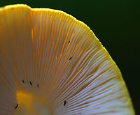 Yellow Dust Amanita - Amanita flavoconia Cap: Orange-ish yellow; tacky; pale yellow warts; conical<br />
Gills: White; close/crowded; short gills present<br />
Stem: White/pale yellow; skirt-like ring; yellow volva remnants near base; slightly bulbous base<br />
Habitat: Growing on the ground in a mostly deciduous forest<br />
https://www.jungledragon.com/image/88433/pecks_yellow_dust_amanita_-_amanita_elongata.html<br />
https://www.jungledragon.com/image/88431/pecks_yellow_dust_amanita_-_amanita_elongata.html Amanita flavoconia,Geotagged,Summer,United States,Yellow-dust Amanita