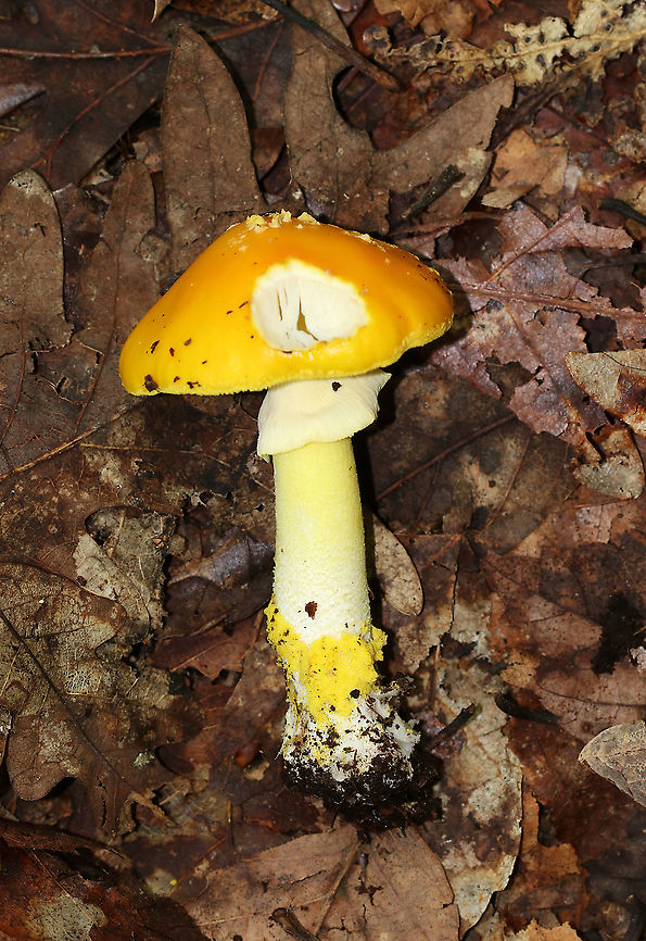 Yellow Dust Amanita - Amanita flavoconia Cap: Orange-ish yellow; tacky; pale yellow warts; conical<br />
Gills: White; close/crowded; short gills present<br />
Stem: White/pale yellow; skirt-like ring; yellow volva remnants near base; slightly bulbous base<br />
Habitat: Growing on the ground in a mostly deciduous forest<br />
<figure class="photo"><a href="https://www.jungledragon.com/image/88432/yellow_dust_amanita_-_amanita_flavoconia.html" title="Yellow Dust Amanita - Amanita flavoconia"><img src="https://s3.amazonaws.com/media.jungledragon.com/images/3232/88432_thumb.jpg?AWSAccessKeyId=05GMT0V3GWVNE7GGM1R2&Expires=1767225610&Signature=strLwhPsClbckFd%2Fco954ros4fE%3D" width="200" height="166" alt="Yellow Dust Amanita - Amanita flavoconia Cap: Orange-ish yellow; tacky; pale yellow warts; conical<br />
Gills: White; close/crowded; short gills present<br />
Stem: White/pale yellow; skirt-like ring; yellow volva remnants near base; slightly bulbous base<br />
Habitat: Growing on the ground in a mostly deciduous forest<br />
https://www.jungledragon.com/image/88433/pecks_yellow_dust_amanita_-_amanita_elongata.html<br />
https://www.jungledragon.com/image/88431/pecks_yellow_dust_amanita_-_amanita_elongata.html Amanita flavoconia,Geotagged,Summer,United States,Yellow-dust Amanita" /></a></figure><br />
<figure class="photo"><a href="https://www.jungledragon.com/image/88431/yellow_dust_amanita_-_amanita_flavoconia.html" title="Yellow Dust Amanita - Amanita flavoconia"><img src="https://s3.amazonaws.com/media.jungledragon.com/images/3232/88431_thumb.jpg?AWSAccessKeyId=05GMT0V3GWVNE7GGM1R2&Expires=1767225610&Signature=1tSLY8aLAI%2FeiWKhoWISQ5dRI7E%3D" width="200" height="160" alt="Yellow Dust Amanita - Amanita flavoconia Cap: Orange-ish yellow; tacky; pale yellow warts; conical<br />
Gills: White; close/crowded; short gills present<br />
Stem: White/pale yellow; skirt-like ring; yellow volva remnants near base; slightly bulbous base<br />
Habitat: Growing on the ground in a mostly deciduous forest<br />
https://www.jungledragon.com/image/88433/pecks_yellow_dust_amanita_-_amanita_elongata.html<br />
https://www.jungledragon.com/image/88432/pecks_yellow_dust_amanita_-_amanita_elongata.html Amanita flavoconia,Geotagged,Summer,United States,Yellow-dust Amanita,amanita" /></a></figure> Amanita flavoconia,Geotagged,Summer,United States,Yellow-dust Amanita