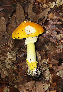 Yellow Dust Amanita - Amanita flavoconia Cap: Orange-ish yellow; tacky; pale yellow warts; conical
Gills: White; close/crowded; short gills present
Stem: White/pale yellow; skirt-like ring; yellow volva remnants near base; slightly bulbous base
Habitat: Growing on the ground in a mostly deciduous forest
https://www.jungledragon.com/image/88432/pecks_yellow_dust_amanita_-_amanita_elongata.html
https://www.jungledragon.com/image/88431/pecks_yellow_dust_amanita_-_amanita_elongata.html Amanita flavoconia,Geotagged,Summer,United States,Yellow-dust Amanita