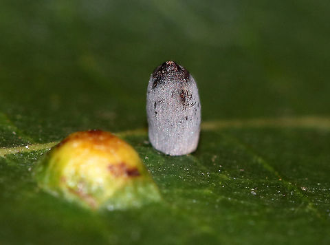 Bullet Gall - Caryomyia urnula Tall, elongated gall 

Habitat: Hickory leaf (Carya sp.) Caryomyia,Caryomyia urnula,Geotagged,Hickory Urn Gall Midge,Summer,United States,bullet gall,gall,hickory gall