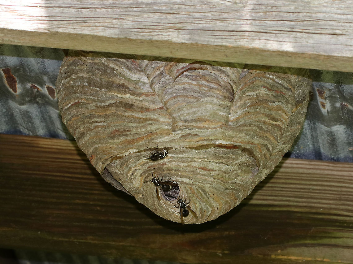 Bald-faced Hornets - Dolichovespula maculata Bald-faced hornets collect cellulose from rotting wood, chew it up, add some saliva, and then use this wood/spit concoction to build a nest. <br />
<br />
They are valuable predators of flies, caterpillars, and other agricultural pests, in addition to being competent pollinators.<br />
<br />
However, they are extremely aggressive in their defense of their nests. Their aggression makes them a threat to people and animals who may wander too close to a nest (even within several feet). They will VIGOROUSLY defend their nest - with workers stinging repeatedly. Bald-faced Hornets have smooth stingers, so they can easily sting numerous times without a problem. In addition, the bald-faced hornet has a unique defense mechanism where it can actually SQUIRT venom from their stingers. They will squirt the venom into the eyes of potential intruders. The venom causes immediate watering of the eyes and temporary blindness.<br />
<br />
Habitat: The roof of a bird blind Bald-faced hornet,Dolichovespula maculata,Geotagged,Summer,United States. hornet,hornet nest,hornets,nest