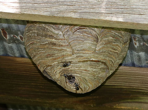 Bald-faced Hornets - Dolichovespula maculata Bald-faced hornets collect cellulose from rotting wood, chew it up, add some saliva, and then use this wood/spit concoction to build a nest. 

They are valuable predators of flies, caterpillars, and other agricultural pests, in addition to being competent pollinators.

However, they are extremely aggressive in their defense of their nests. Their aggression makes them a threat to people and animals who may wander too close to a nest (even within several feet). They will VIGOROUSLY defend their nest - with workers stinging repeatedly. Bald-faced Hornets have smooth stingers, so they can easily sting numerous times without a problem. In addition, the bald-faced hornet has a unique defense mechanism where it can actually SQUIRT venom from their stingers. They will squirt the venom into the eyes of potential intruders. The venom causes immediate watering of the eyes and temporary blindness.

Habitat: The roof of a bird blind  Bald-faced hornet,Dolichovespula maculata,Geotagged,Summer,United States. hornet,hornet nest,hornets,nest