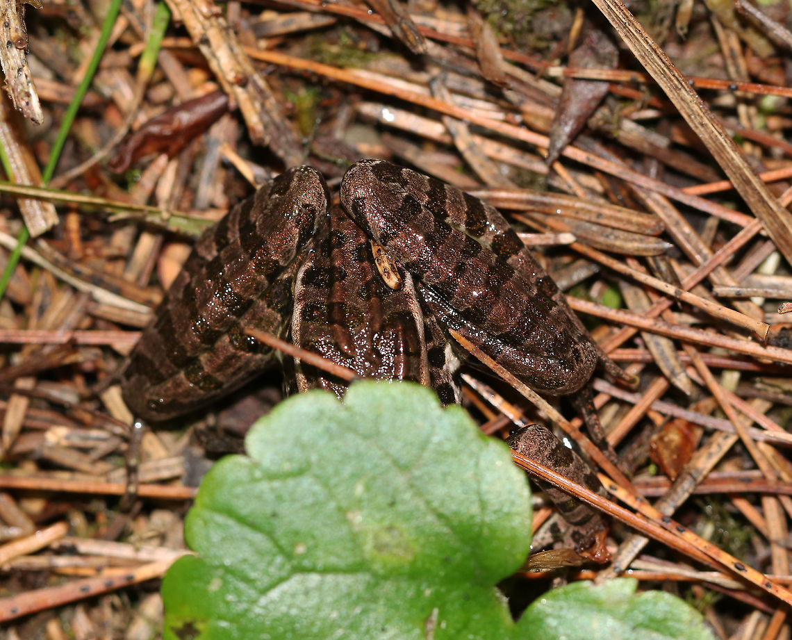 Pickerel Frog - Lithobates palustris Almost the perfect hiding spot!<br />
<br />
Habitat: Coniferous forest near the edge of a wetland Geotagged,Lithobates,Lithobates palustris,Pickerel frog,Summer,United States,frog