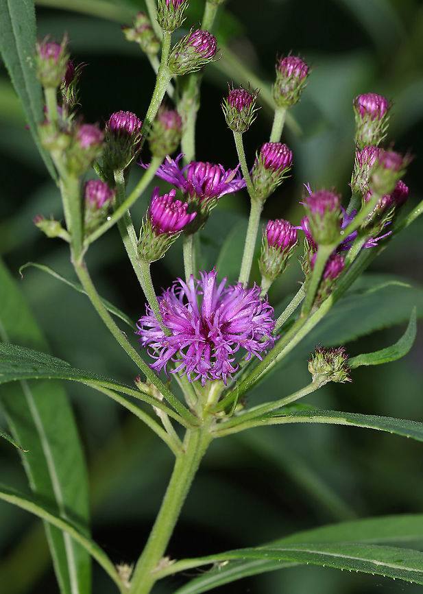 New York Ironweed - Vernonia noveboracensis Native to the eastern United States<br />
<br />
Habitat: Stream edge Geotagged,Summer,United States,Vernonia,Vernonia noveboracensis,new york ironweed