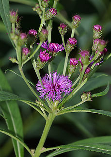 New York Ironweed - Vernonia noveboracensis Native to the eastern United States

Habitat: Stream edge Geotagged,Summer,United States,Vernonia,Vernonia noveboracensis,new york ironweed