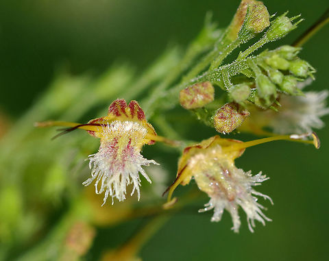Northern Horse Balm - Collinsonia canadensis Lemon-scented!

*Called 'horse balm' because it was used by the Cherokee to treat horses with colic

Habitat: Wetland Collinsonia,Collinsonia canadensis,Geotagged,Richweed,Summer,United States,citronella horse balm,horse balm,northern horse balm,stoneroot