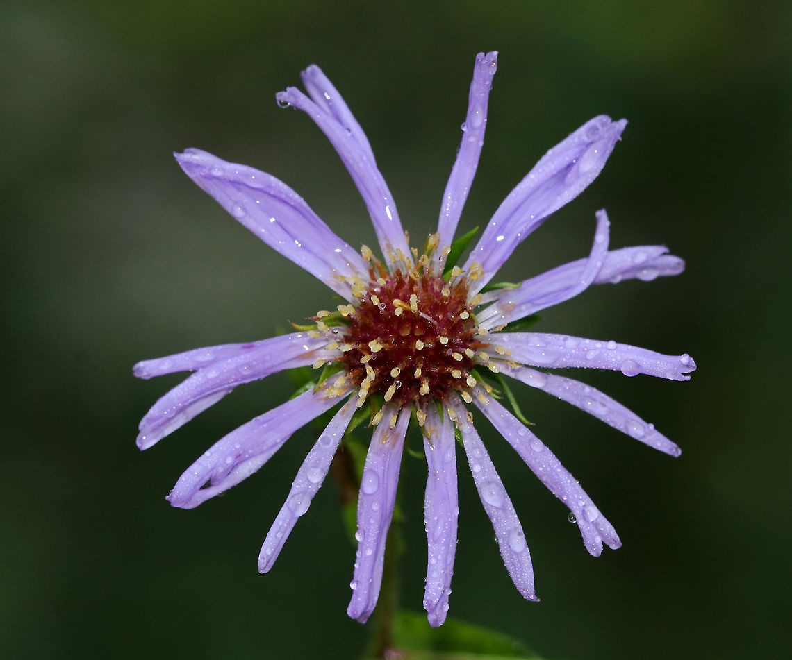 Purple-stemmed American-aster - Symphyotrichum puniceum Habitat: Swamp<br />
<figure class="photo"><a href="https://www.jungledragon.com/image/88586/purple-stemmed_american-aster_-_symphyotrichum_puniceum.html" title="Purple-stemmed American-aster - Symphyotrichum puniceum"><img src="https://s3.amazonaws.com/media.jungledragon.com/images/3232/88586_thumb.jpg?AWSAccessKeyId=05GMT0V3GWVNE7GGM1R2&Expires=1767225610&Signature=LmBghD0gS7oSu0hLjs%2FRJDYSoPQ%3D" width="200" height="146" alt="Purple-stemmed American-aster - Symphyotrichum puniceum Habitat: Swamp<br />
https://www.jungledragon.com/image/88585/purple-stemmed_american-aster_-_symphyotrichum_puniceum.html Geotagged,Purplestem aster,Summer,Symphyotrichum puniceum,United States" /></a></figure> Geotagged,Purple-stemmed Aster,Purplestem aster,Summer,Symphyotrichum,Symphyotrichum puniceum,United States,purple-stemmed American-aster