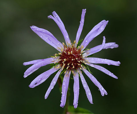Purplestem aster