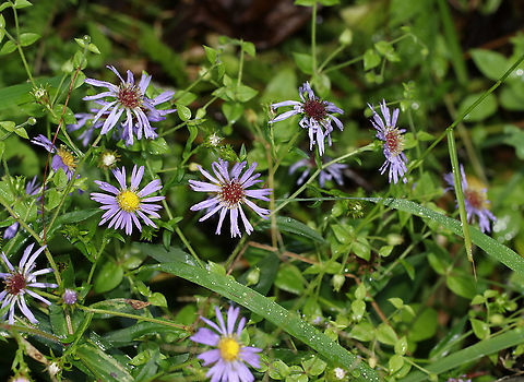 Purple-stemmed American-aster - Symphyotrichum puniceum Habitat: Swamp
https://www.jungledragon.com/image/88585/purple-stemmed_american-aster_-_symphyotrichum_puniceum.html Geotagged,Purplestem aster,Summer,Symphyotrichum puniceum,United States