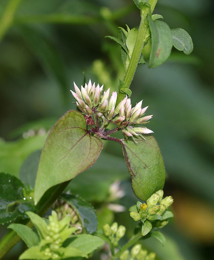 Unidentified Plant - Mikania sp.? Habitat: Swamp edge<br />
<figure class="photo"><a href="https://www.jungledragon.com/image/88588/unidentified_plant_-_mikania_sp.html" title="Unidentified Plant - Mikania sp.?"><img src="https://s3.amazonaws.com/media.jungledragon.com/images/3232/88588_thumb.jpg?AWSAccessKeyId=05GMT0V3GWVNE7GGM1R2&Expires=1770854410&Signature=A4zzOfSISX9Qu2OGnDz5iyGLG9Q%3D" width="200" height="146" alt="Unidentified Plant - Mikania sp.? Habitat: Swamp edge<br />
https://www.jungledragon.com/image/88587/unidentified_plant_-_mikania_sp.html Geotagged,Summer,United States" /></a></figure> Geotagged,Summer,United States