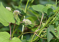Unidentified Plant - Mikania sp.? Habitat: Swamp edge<br />
https://www.jungledragon.com/image/88587/unidentified_plant_-_mikania_sp.html Geotagged,Summer,United States