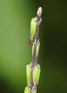 American Lopseed - Phryma leptostachya Habitat: Edge of a bog
https://www.jungledragon.com/image/88605/american_lopseed_-_phryma_leptostachya.html
https://www.jungledragon.com/image/88604/american_lopseed_-_phryma_leptostachya.html American Lopseed,Geotagged,Phryma leptostachya,Summer,United States,phryma