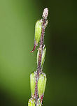 American Lopseed - Phryma leptostachya Habitat: Edge of a bog<br />
https://www.jungledragon.com/image/88605/american_lopseed_-_phryma_leptostachya.html<br />
https://www.jungledragon.com/image/88604/american_lopseed_-_phryma_leptostachya.html American Lopseed,Geotagged,Phryma leptostachya,Summer,United States,phryma