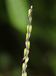 American Lopseed - Phryma leptostachya Habitat: Edge of a bog<br />
https://www.jungledragon.com/image/88605/american_lopseed_-_phryma_leptostachya.html<br />
https://www.jungledragon.com/image/88603/american_lopseed_-_phryma_leptostachya.html American Lopseed,Geotagged,Phryma leptostachya,Summer,United States