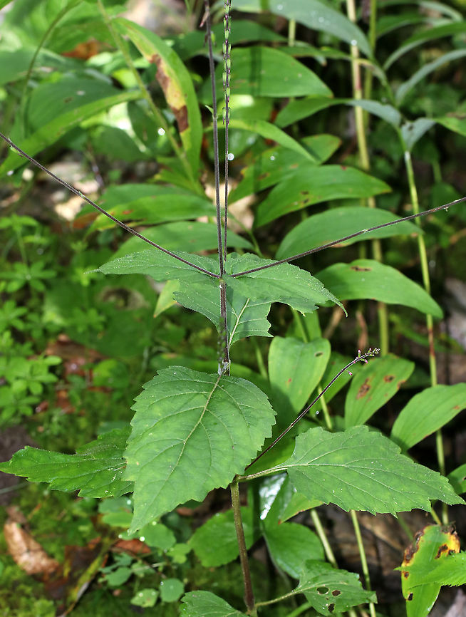 American Lopseed - Phryma leptostachya Habitat: Edge of a bog<br />
<figure class="photo"><a href="https://www.jungledragon.com/image/88604/american_lopseed_-_phryma_leptostachya.html" title="American Lopseed - Phryma leptostachya"><img src="https://s3.amazonaws.com/media.jungledragon.com/images/3232/88604_thumb.jpg?AWSAccessKeyId=05GMT0V3GWVNE7GGM1R2&Expires=1769040010&Signature=uU2eQibdMPLM7tzqRBYrJNQZ8gI%3D" width="112" height="152" alt="American Lopseed - Phryma leptostachya Habitat: Edge of a bog<br />
https://www.jungledragon.com/image/88605/american_lopseed_-_phryma_leptostachya.html<br />
https://www.jungledragon.com/image/88603/american_lopseed_-_phryma_leptostachya.html American Lopseed,Geotagged,Phryma leptostachya,Summer,United States" /></a></figure><br />
<figure class="photo"><a href="https://www.jungledragon.com/image/88603/american_lopseed_-_phryma_leptostachya.html" title="American Lopseed - Phryma leptostachya"><img src="https://s3.amazonaws.com/media.jungledragon.com/images/3232/88603_thumb.jpg?AWSAccessKeyId=05GMT0V3GWVNE7GGM1R2&Expires=1769040010&Signature=HySNHqr3JcTWtvRT5IuyQQP09CA%3D" width="112" height="152" alt="American Lopseed - Phryma leptostachya Habitat: Edge of a bog<br />
https://www.jungledragon.com/image/88605/american_lopseed_-_phryma_leptostachya.html<br />
https://www.jungledragon.com/image/88604/american_lopseed_-_phryma_leptostachya.html American Lopseed,Geotagged,Phryma leptostachya,Summer,United States,phryma" /></a></figure> American Lopseed,Geotagged,Phryma leptostachya,Summer,United States