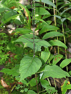 American Lopseed - Phryma leptostachya Habitat: Edge of a bog
https://www.jungledragon.com/image/88604/american_lopseed_-_phryma_leptostachya.html
https://www.jungledragon.com/image/88603/american_lopseed_-_phryma_leptostachya.html American Lopseed,Geotagged,Phryma leptostachya,Summer,United States