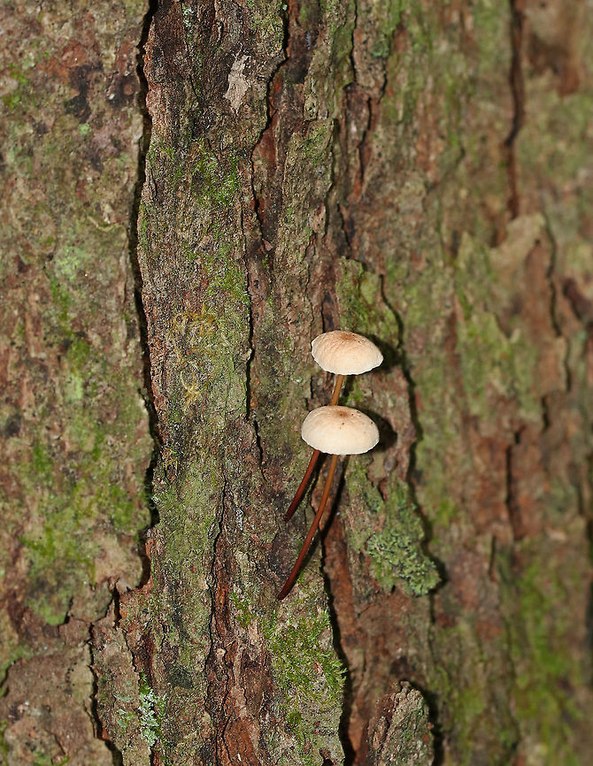 Unidentified Mushrooms - Gymnopus sp.? Caps: Pale tan/cream with a pinkish brown center; wrinkled<br />
Gills: Cream-colored; distant; short gills present<br />
Stem: Thin and wiry; reddish brown color with it being more pale near apex<br />
Habitat: Growing on a conifer on the edge of a bog<br />
<figure class="photo"><a href="https://www.jungledragon.com/image/88608/unidentified_mushrooms_-_gymnopus_sp.html" title="Unidentified Mushrooms - Gymnopus sp.?"><img src="https://s3.amazonaws.com/media.jungledragon.com/images/3232/88608_thumb.jpg?AWSAccessKeyId=05GMT0V3GWVNE7GGM1R2&Expires=1759968010&Signature=M22CrrEmngkM5yQ73LapmLIRX9w%3D" width="200" height="168" alt="Unidentified Mushrooms - Gymnopus sp.? Caps: Pale tan/cream with a pinkish brown center; wrinkled<br />
Gills: Cream-colored; distant; short gills present<br />
Stem: Thin and wiry; reddish brown color with it being more pale near apex<br />
Habitat: Growing on a conifer on the edge of a bog<br />
https://www.jungledragon.com/image/88607/unidentified_mushrooms_-_marasmius_sp.html Geotagged,Gymnopus,Summer,United States" /></a></figure> Geotagged,Gymnopus,Summer,United States,fungus,mushroom