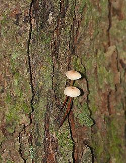 Unidentified Mushrooms - Gymnopus sp.? Caps: Pale tan/cream with a pinkish brown center; wrinkled
Gills: Cream-colored; distant; short gills present
Stem: Thin and wiry; reddish brown color with it being more pale near apex
Habitat: Growing on a conifer on the edge of a bog
https://www.jungledragon.com/image/88608/unidentified_mushrooms_-_marasmius_sp.html Geotagged,Gymnopus,Summer,United States,fungus,mushroom