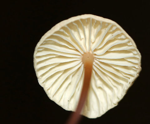 Unidentified Mushrooms - Gymnopus sp.? Caps: Pale tan/cream with a pinkish brown center; wrinkled
Gills: Cream-colored; distant; short gills present
Stem: Thin and wiry; reddish brown color with it being more pale near apex
Habitat: Growing on a conifer on the edge of a bog
https://www.jungledragon.com/image/88607/unidentified_mushrooms_-_marasmius_sp.html Geotagged,Gymnopus,Summer,United States
