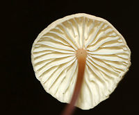 Unidentified Mushrooms - Gymnopus sp.? Caps: Pale tan/cream with a pinkish brown center; wrinkled<br />
Gills: Cream-colored; distant; short gills present<br />
Stem: Thin and wiry; reddish brown color with it being more pale near apex<br />
Habitat: Growing on a conifer on the edge of a bog<br />
https://www.jungledragon.com/image/88607/unidentified_mushrooms_-_marasmius_sp.html Geotagged,Gymnopus,Summer,United States