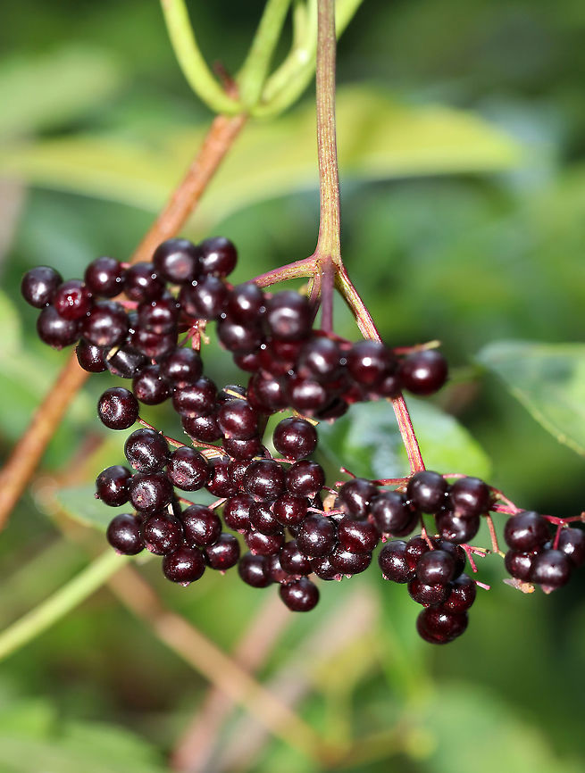 American Black Elderberry - Sambucus canadensis A very useful plant - The berries are edible, if cooked and strained properly.  They are commonly used to make pies, jelly, and wine. Also, whistles can be made out of the branches if the pith is removed.<br />
<br />
It&#039;s sometimes classified as a conspecific under the name Sambucus nigra subsp. canadensis.<br />
<br />
Habitat: Wetland edge American Black Elderberry,Canada elderberry,Geotagged,Sambucus canadensis,Sambucus nigra subsp. canadensis,Summer,United States,american elder,elderberry