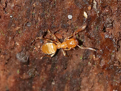 Lasius nearcticus Habitat: Scurrying around on a rotting stump in a mixed wetland Geotagged,Lasius,Lasius nearcticus,Summer,United States,ant,yellow ant