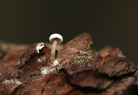 Tiny White Mushroom Cap: White; somewhat fuzzy; inrolled margin
Gills: White; attached; distant
Stipe: pinkish tan - more pale near apex; white, basal mycelium
Habitat: Growing on a piece of conifer bark - probably pine
https://www.jungledragon.com/image/88612/tiny_white_mushroom.html Geotagged,Summer,United States,fungus,mushroom