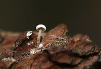 Tiny White Mushroom Cap: White; somewhat fuzzy; inrolled margin<br />
Gills: White; attached; distant<br />
Stipe: pinkish tan - more pale near apex; white, basal mycelium<br />
Habitat: Growing on a piece of conifer bark - probably pine<br />
https://www.jungledragon.com/image/88612/tiny_white_mushroom.html Geotagged,Summer,United States,fungus,mushroom