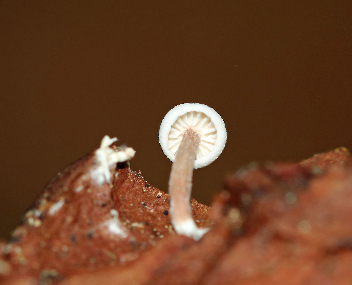 Tiny White Mushroom Cap: White; somewhat fuzzy; inrolled margin<br />
Gills: White; attached; distant<br />
Stipe: pinkish tan - more pale near apex; white, basal mycelium<br />
Habitat: Growing on a piece of conifer bark - probably pine<br />
<figure class="photo"><a href="https://www.jungledragon.com/image/88611/tiny_white_mushroom.html" title="Tiny White Mushroom"><img src="https://s3.amazonaws.com/media.jungledragon.com/images/3232/88611_thumb.jpg?AWSAccessKeyId=05GMT0V3GWVNE7GGM1R2&Expires=1759968010&Signature=EGKhZP%2BOA6Nd3yyW76eq0C1kZi8%3D" width="200" height="140" alt="Tiny White Mushroom Cap: White; somewhat fuzzy; inrolled margin<br />
Gills: White; attached; distant<br />
Stipe: pinkish tan - more pale near apex; white, basal mycelium<br />
Habitat: Growing on a piece of conifer bark - probably pine<br />
https://www.jungledragon.com/image/88612/tiny_white_mushroom.html Geotagged,Summer,United States,fungus,mushroom" /></a></figure> Geotagged,Summer,United States