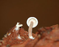 Tiny White Mushroom Cap: White; somewhat fuzzy; inrolled margin<br />
Gills: White; attached; distant<br />
Stipe: pinkish tan - more pale near apex; white, basal mycelium<br />
Habitat: Growing on a piece of conifer bark - probably pine<br />
https://www.jungledragon.com/image/88611/tiny_white_mushroom.html Geotagged,Summer,United States