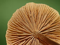 Mushroom - Nolanea sp. Caps: Flat, brown, uneven margin; lined; dark, central spot<br />
Gills: Brown; short gills frequent<br />
Stipe: Dark brown with white basal mycelium<br />
Habitat: Growing in moss in a wet, mixed forest<br />
https://www.jungledragon.com/image/88614/lbm_-_unidentified.html Geotagged,LBM,Nolanea,Summer,United States,little brown mushroom,mushroom